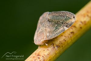 Passionvine hopper