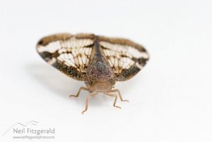 Passionvine hopper