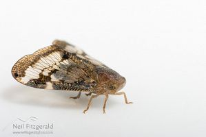 Passionvine hopper