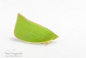 Green planthopper