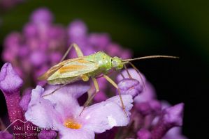 Mirid