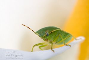 Green vegetable bug