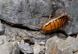 Cockroaches