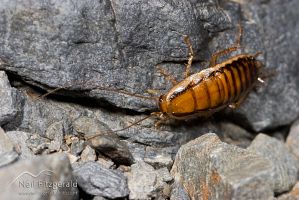 Cockroach