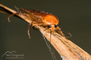 American cockroach