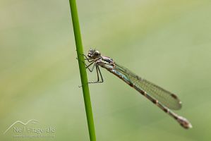 Blue damselfly