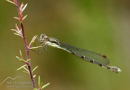 Dragonflies & damselflies