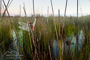 Red percher dragonfly