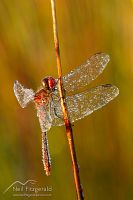 Red percher dragonfly