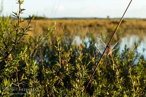 Red percher dragonfly