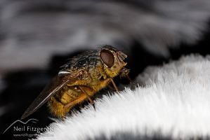 Brown blowfly