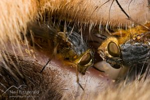 Brown blowfly
