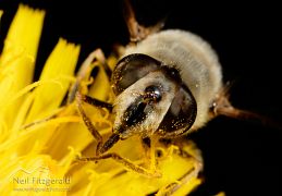 Invertebrates
