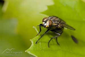 Flesh fly