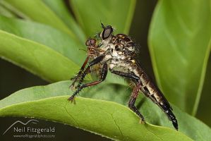 Robber fly