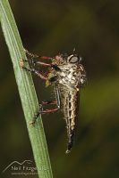 Robber fly