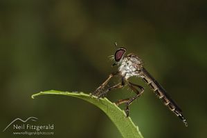 Robber fly