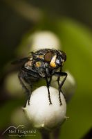 Flesh fly