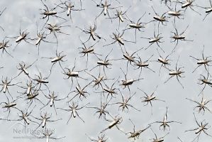 Flies