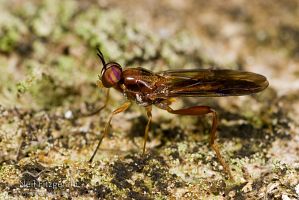 Fly