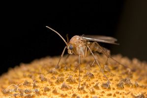 Fungus gnat