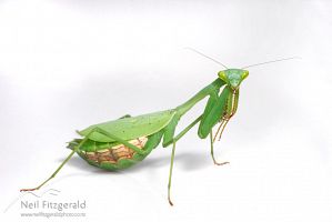 South African praying mantis