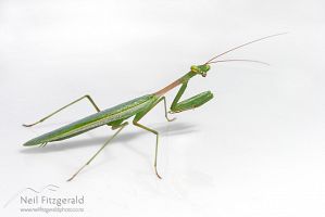 South African praying mantis