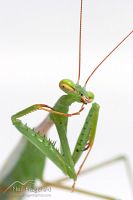 South African praying mantis