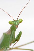 South African praying mantis