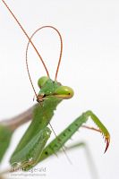 South African praying mantis