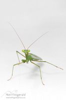 South African praying mantis