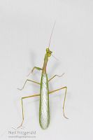 South African praying mantis