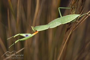 New Zealand praying mantis