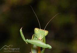 Mantids