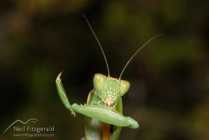 New Zealand praying mantis