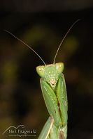 New Zealand praying mantis