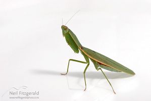 New Zealand praying mantis
