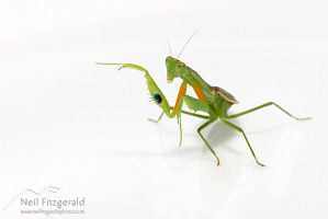 New Zealand praying mantis