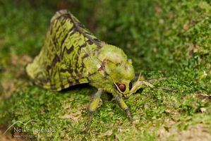Puriri moth