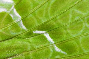 Puriri moth