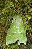 Puriri moth