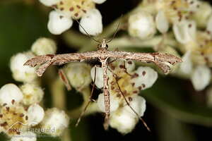 Plume moth