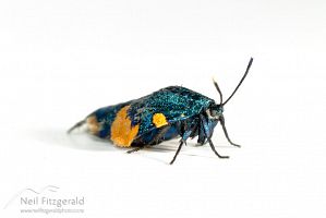Lichen bag moth