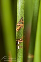 Houdinia flexilissima