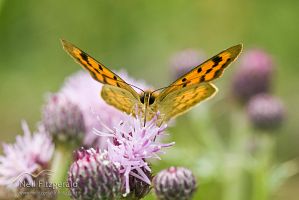 Copper butterfly