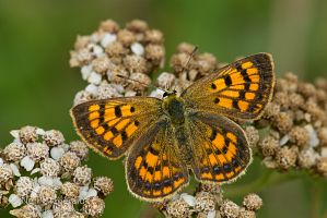 Copper butterfly