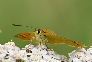 Copper butterfly