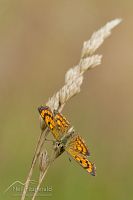Copper butterfly