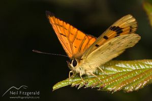 Maui's copper