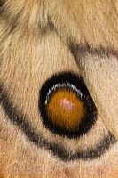 Emperor gum moth